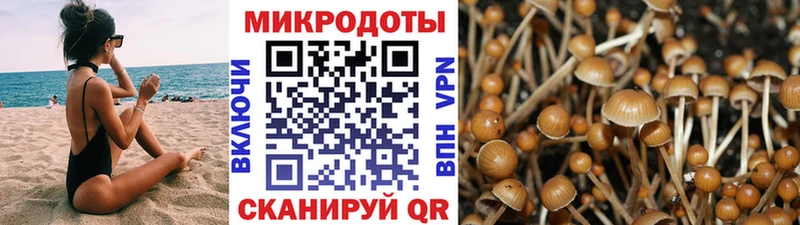 Галлюциногенные грибы Psilocybe  Мелеуз 